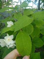 Philadelphus tenuifolius
