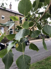 Populus