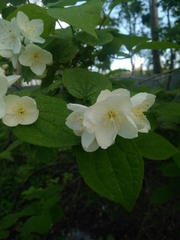 Philadelphus tenuifolius
