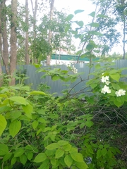 Philadelphus tenuifolius