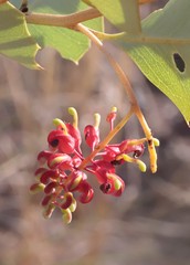 Grevillea wickhamii