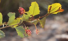 Grevillea wickhamii