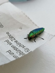 Lamprodila rutilans