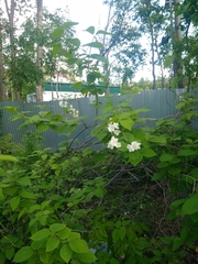 Philadelphus tenuifolius