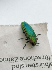 Lamprodila rutilans