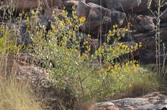 Grevillea wickhamii