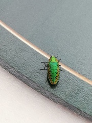 Lamprodila rutilans