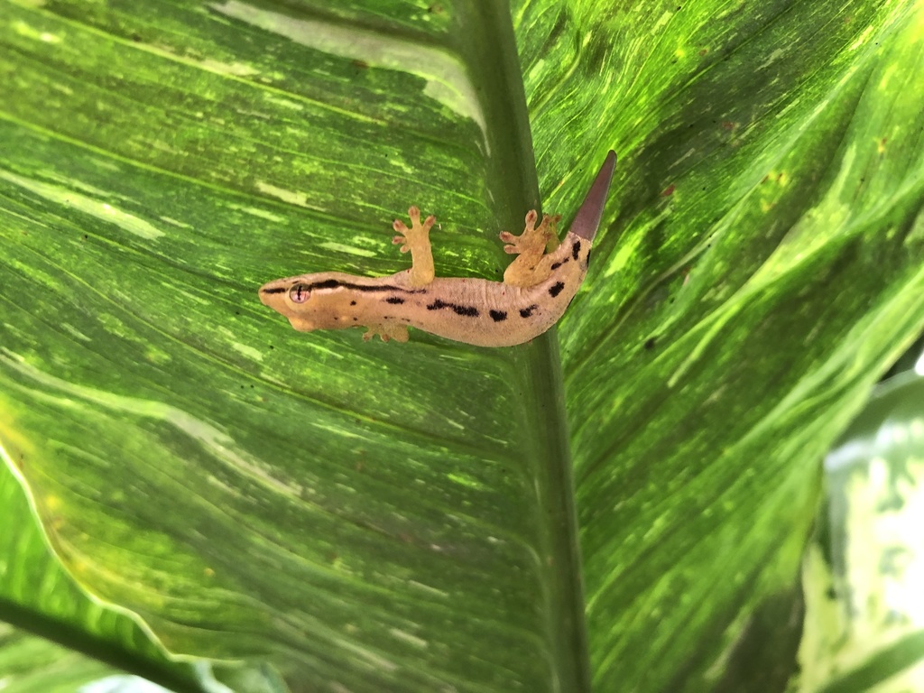 Micronesian Scaly-Toed Gecko