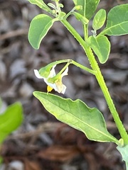 Solanum pseudogracile