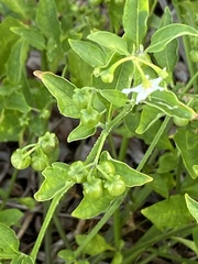 Solanum pseudogracile