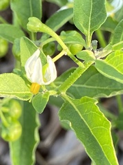 Solanum pseudogracile