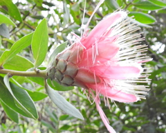 Protea aurea aurea