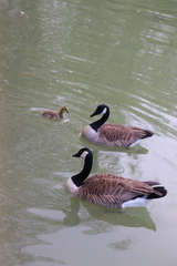 Branta canadensis
