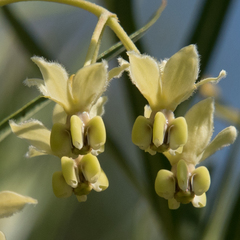 Gomphocarpus fruticosus fruticosus