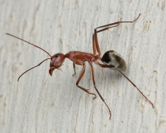 Camponotus wiederkehri