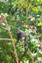 Cercopithecus mitis manyaraensis