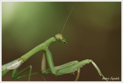 Coptopteryx argentina