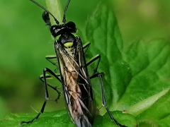 Tenthredo mesomela