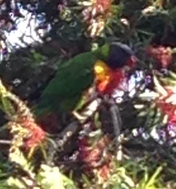 Coconut Lorikeet