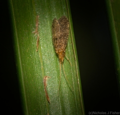 Ecnomidae