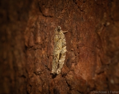 Metrioglypha phyllodes