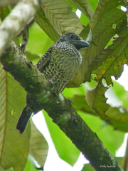 Hairy-Breasted Barbet photo 1