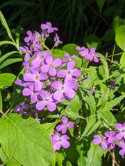 Hesperis matronalis