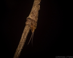 Ecnomidae