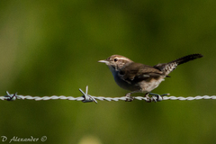 Bewick's Wren photo 4