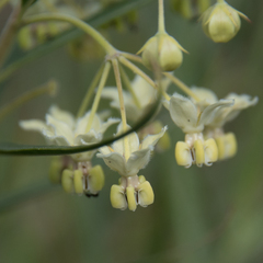 Gomphocarpus fruticosus fruticosus