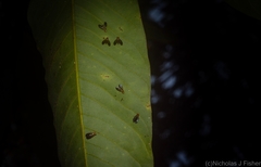 Clusiosomina puncticeps