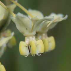 Gomphocarpus fruticosus fruticosus