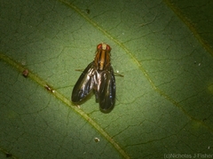 Clusiosomina puncticeps