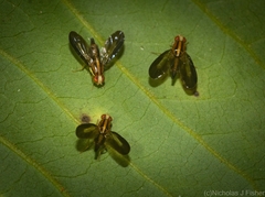 Clusiosomina puncticeps