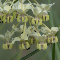 Gomphocarpus fruticosus fruticosus