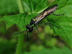 Tenthredo mesomela