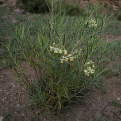 Gomphocarpus fruticosus fruticosus