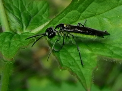 Tenthredo mesomela