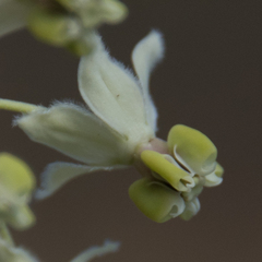 Gomphocarpus fruticosus fruticosus