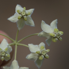 Gomphocarpus fruticosus fruticosus