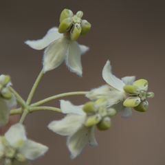 Gomphocarpus fruticosus fruticosus