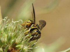 Icteranthidium grohmanni
