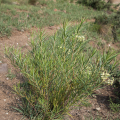 Gomphocarpus fruticosus fruticosus