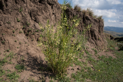 Gomphocarpus fruticosus fruticosus