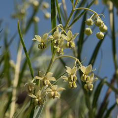 Gomphocarpus fruticosus fruticosus