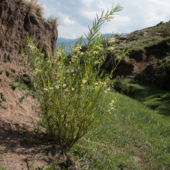 Gomphocarpus fruticosus fruticosus