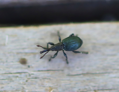 Ceratapion onopordi