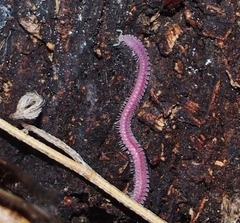 Gosodesmus claremontus