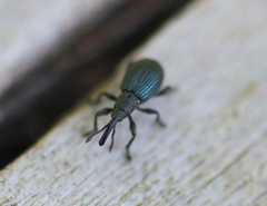 Ceratapion onopordi