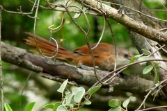 Furnariinae
